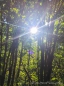 das Grün im Tillamook Forest leuchtet und wird durch das Glitzern der Sonne unterstützt