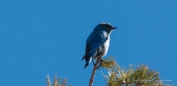 Mountain Bluebird - Berghüttensänger