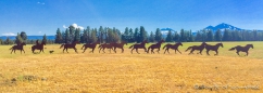 auf der Strecke von Bend nach Corvallis