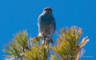 Mountain Bluebird - Berghüttensänger