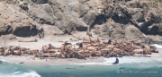 Seelöwenkolonien vor der Küste Oregons