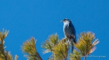 Mountain Bluebird - Berghüttensänger