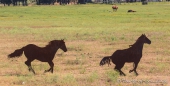 die echten Pferde genießen eine Siesta und überlassen das Galloppieren den Standfiguren