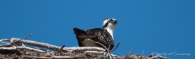 Nestbauende Ospreys (Fischadler) - beim Fotoshooting