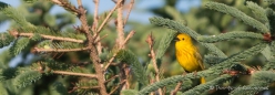 Yellow Warbler - Goldwaldsänger