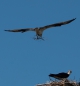 Nestbauende Ospreys (Fischadler) - beim Fotoshooting