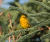 Yellow Warbler - Goldwaldsänger