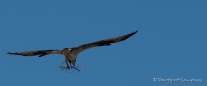 Nestbauende Ospreys (Fischadler) - beim Fotoshooting