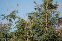 Yellow Warbler - Goldwaldsänger