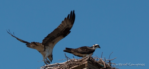 Nestbauende Ospreys (Fischadler) - beim Fotoshooting