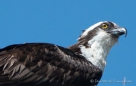 Nestbauende Ospreys (Fischadler) - beim Fotoshooting