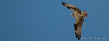 Nestbauende Ospreys (Fischadler) - beim Fotoshooting