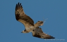 Nestbauende Ospreys (Fischadler) - beim Fotoshooting