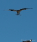 Nestbauende Ospreys (Fischadler) - beim Fotoshooting