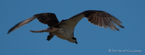 Nestbauende Ospreys (Fischadler) - beim Fotoshooting