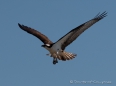 Nestbauende Ospreys (Fischadler) - beim Fotoshooting