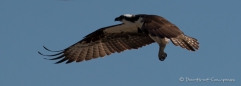 Nestbauende Ospreys (Fischadler) - beim Fotoshooting