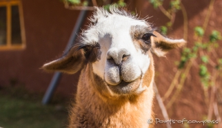 Flirt mit dem Lama