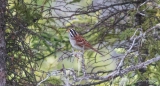 Das Pfeifen des White-throated Sparrow - Weißkehlammer begleitet uns bereits durch ganz Kanada...