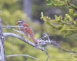Das Pfeifen des White-throated Sparrow - Weißkehlammer begleitet uns bereits durch ganz Kanada...