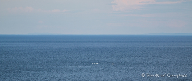noch weit entfernt... aber schon zu sichten ... die weißen Rücken der Belugas im St.-Lorenz-Strom...