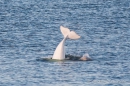 Belugas im St.Lorenz-Strom