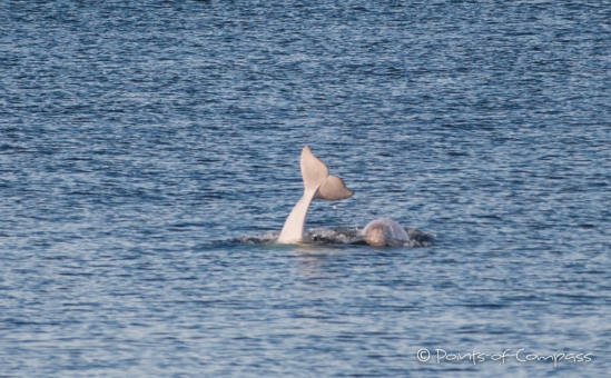 Belugas im St.Lorenz-Strom