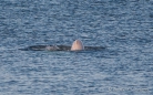 Belugas im St.Lorenz-Strom