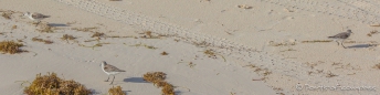 Sandpiper - Wasserläufer