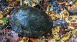 kleine Schildkröte am Wegesrand