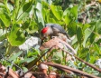 Gila Woodpecker - Gilaspecht