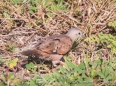 Ruddy Ground Dove - Rosttäubchen