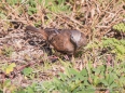 Ruddy Ground Dove - Rosttäubchen