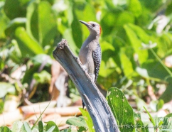 Gila Woodpecker - Gilaspecht