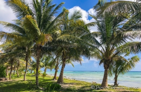 so kann man die Aussicht genießen ... Palmen, karibisches Meer, blauer Himmel
