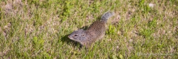Groundsquirrel on tour