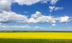 auch heute wieder gelb vor strahlend blauem Himmel - da stimmt das Motto "Land des lebenden Himmels"