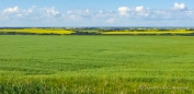 riesig weite Felder begleiten uns auch auf den letzten Kilometern durch Saskatchewan