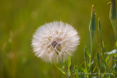 Hier sind selbst die Pusteblumen riesig!!!