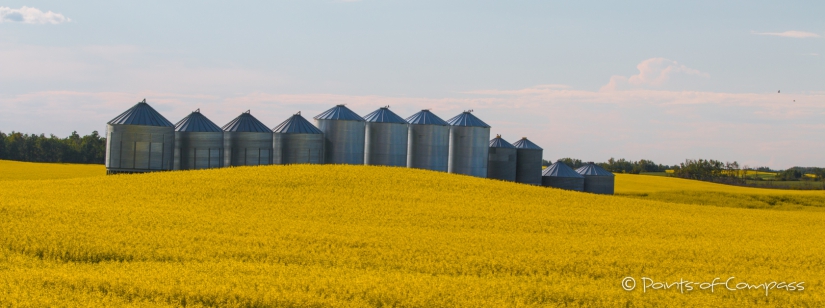 Getreidesilos auf riesig weiten Felder begleiten uns auch auf den letzten Kilometern durch Saskatchewan