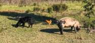 Beluzzi - der Hund - mit Berta - dem Huhn - und Schnitzel - dem Schwein unterwegs auf der Weide