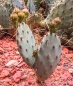 Prickly Pear - Kaktusfeige