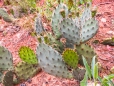 Prickly Pear - Kaktusfeige