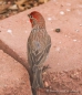 House finch - Hausgimpel