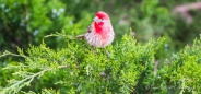 House finch - Hausgimpel