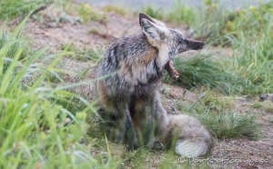 auch ein Fuchs darf müde sein...