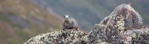 Marmot - Murmeltier in Tarnfarben auf den Felsen...