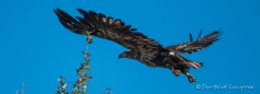 einfach majestätisch... der Golden Eagle