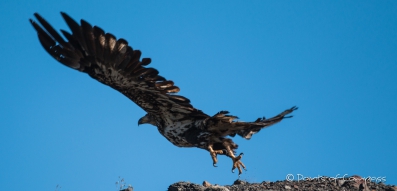 einfach majestätisch... der Golden Eagle