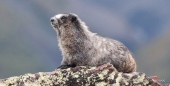 Marmot - Murmeltier